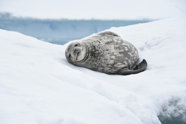 Emblematic Antarctica - with National Geographic