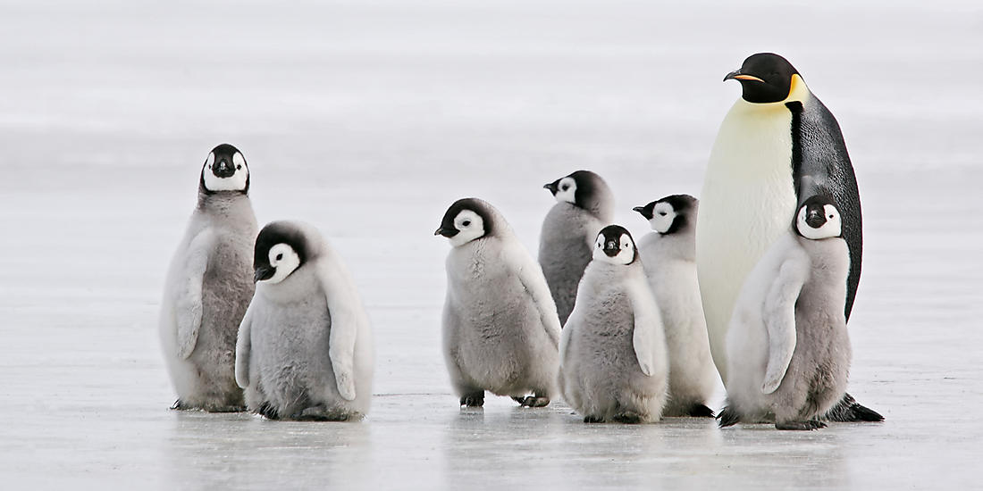 The Emperor Penguins of Bellingshausen Sea